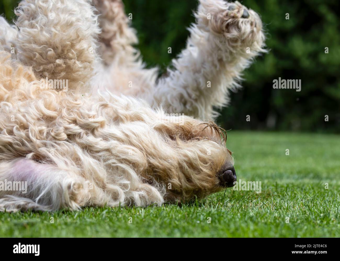 A close up of beautiful, curly haired beige coloured Labradoodle dog, rolling around and having fun, on some grass Stock Photo
