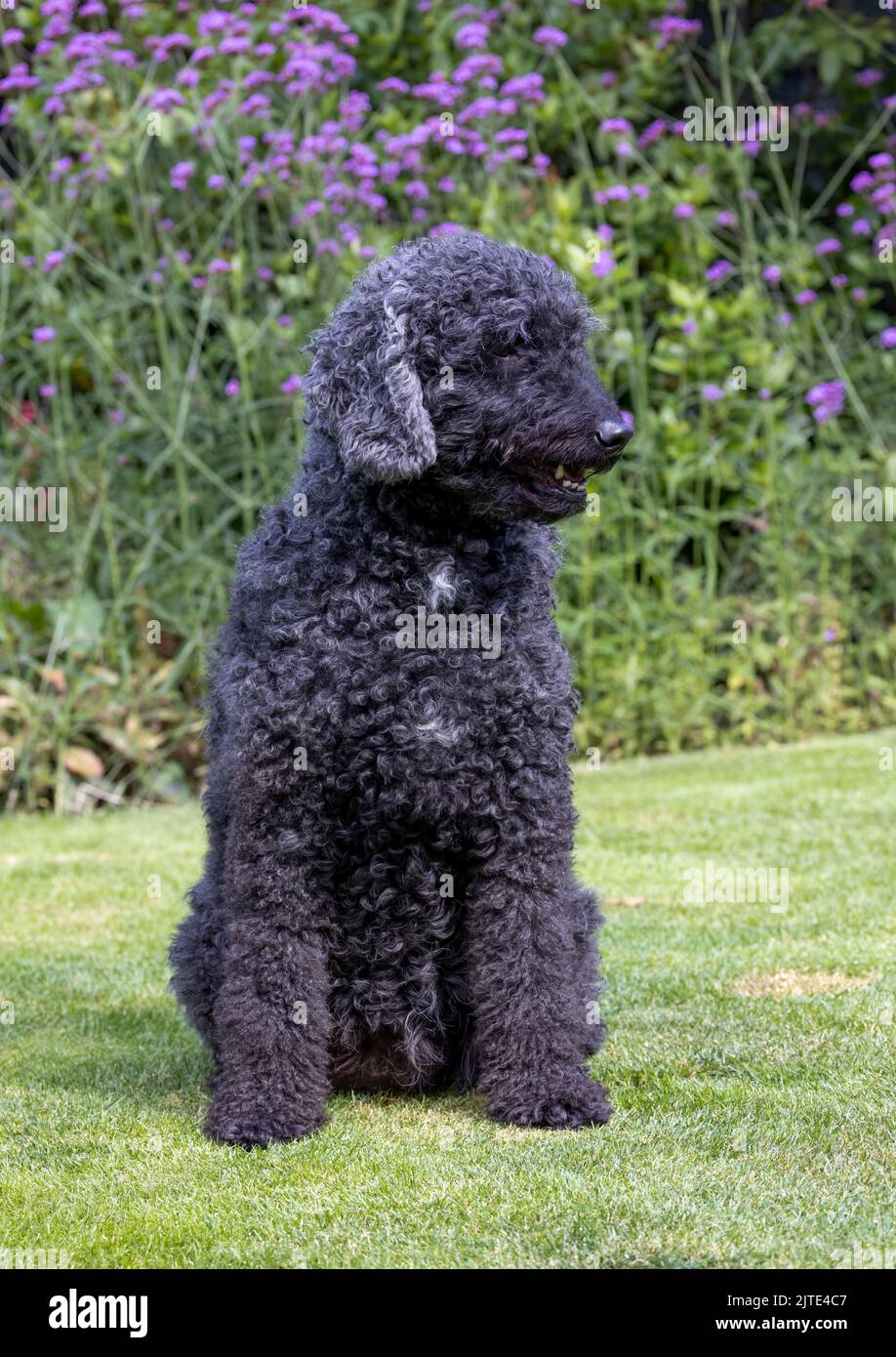 A full length photograph of a beautiful curly haired grey and black Labradoodle dog, sitting and looking towards the front with mouth open Stock Photo