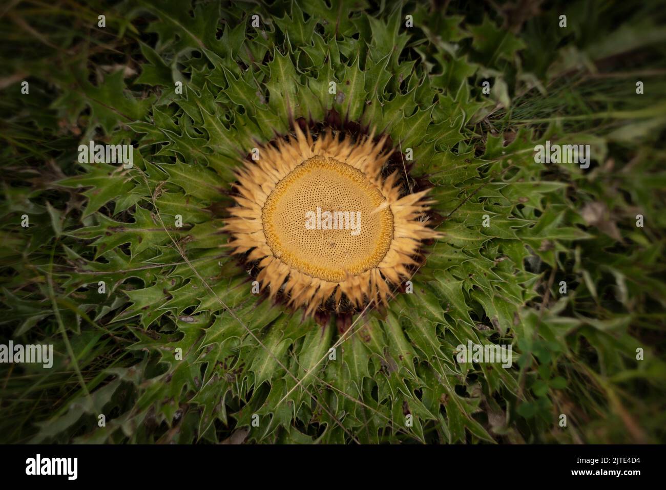 A top shot of the Carline thistle Stock Photo