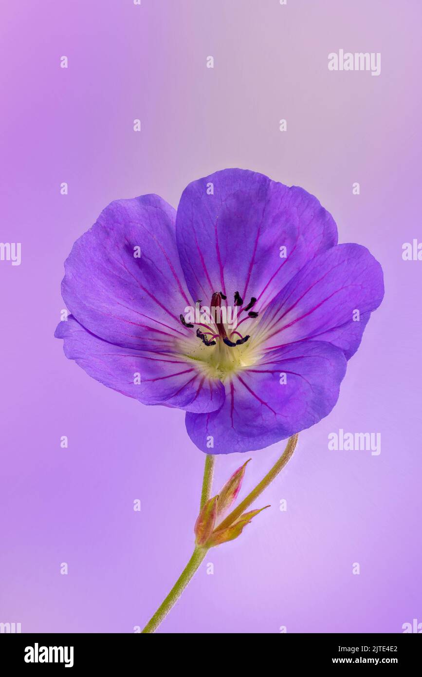 A beautiful deep purple wild Geranium, also known as Cranesbill, photographed against a light mauve/pink background Stock Photo