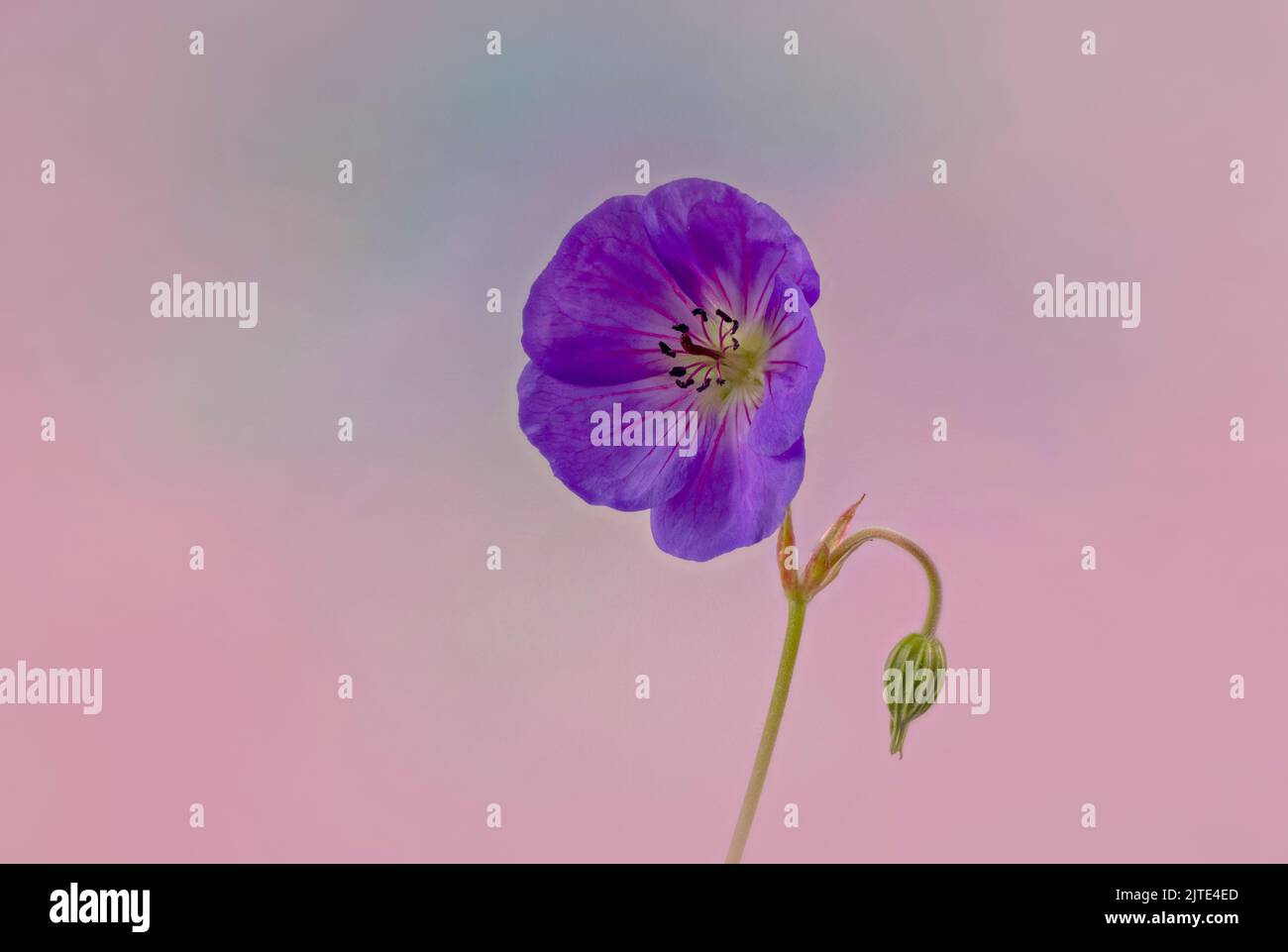 A beautiful deep purple wild Geranium, also known as Cranesbill, photographed against a light mauve/pink background Stock Photo