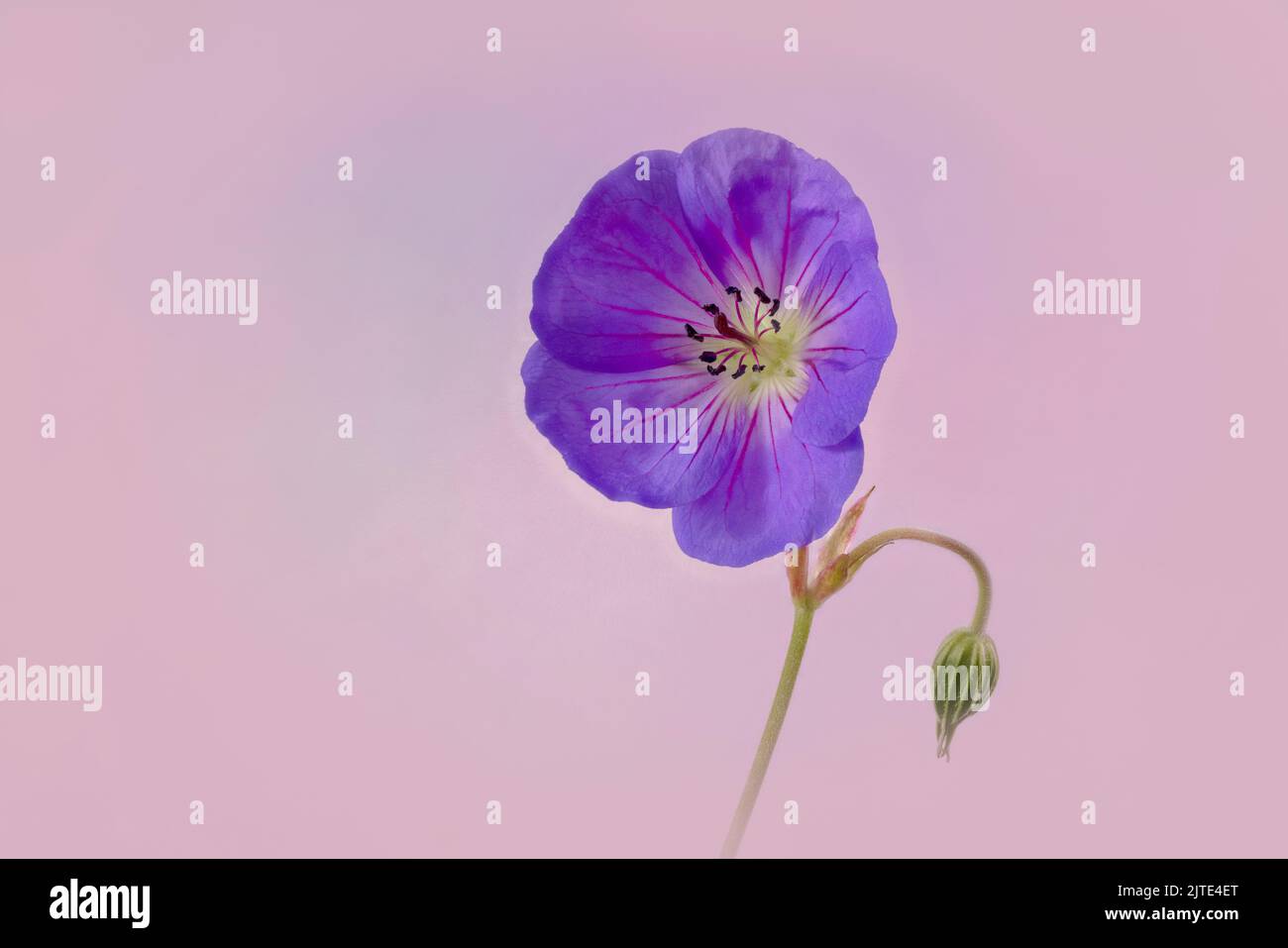 A beautiful deep purple wild Geranium, also known as Cranesbill, photographed against a light mauve/pink background Stock Photo