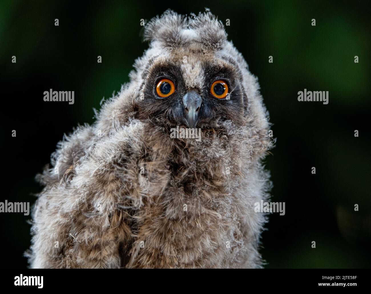 wildlife portrait of long eared owl (asio otus) a juvenile photographed in cyprus Stock Photo