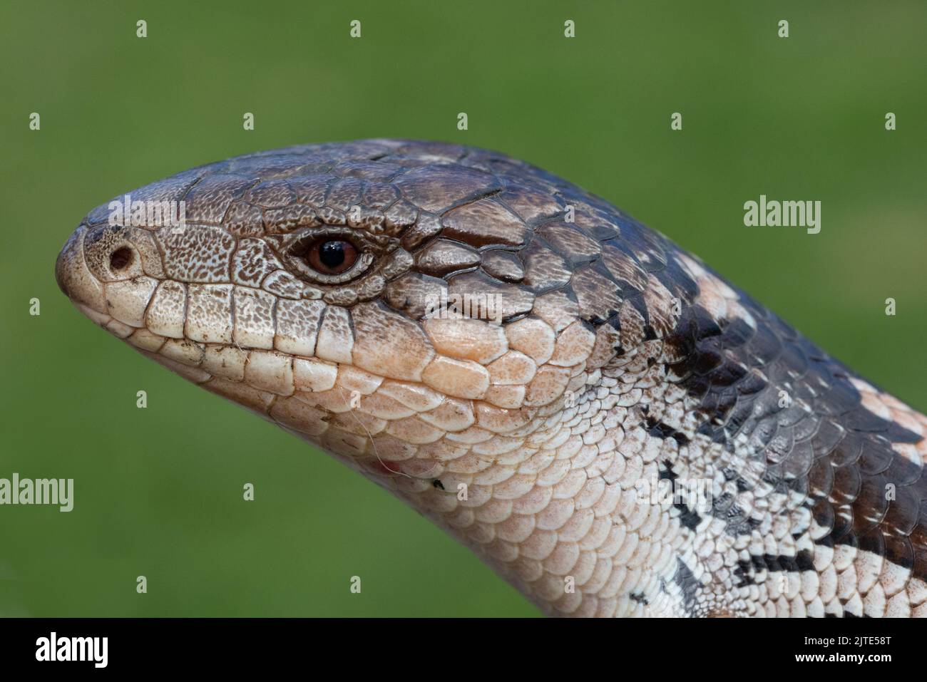 Close up of Australian Blotched Blue Tongue lizard Stock Photo Alamy