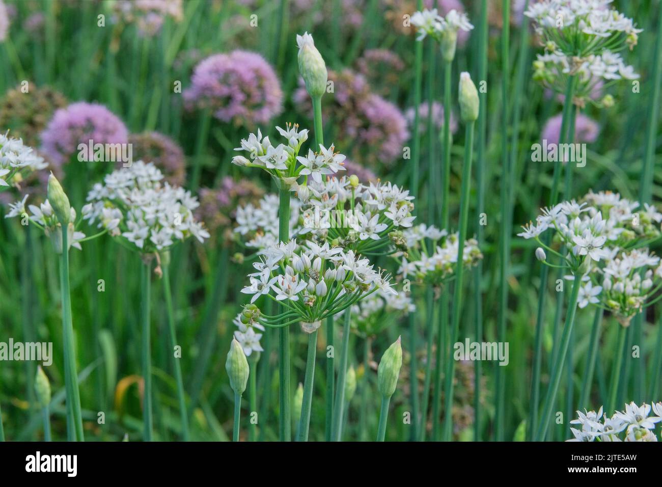Onion flowers in farming and harvesting. Organic vegetables grown in a rustic farm garden. Growing vegetables at home. Stock Photo
