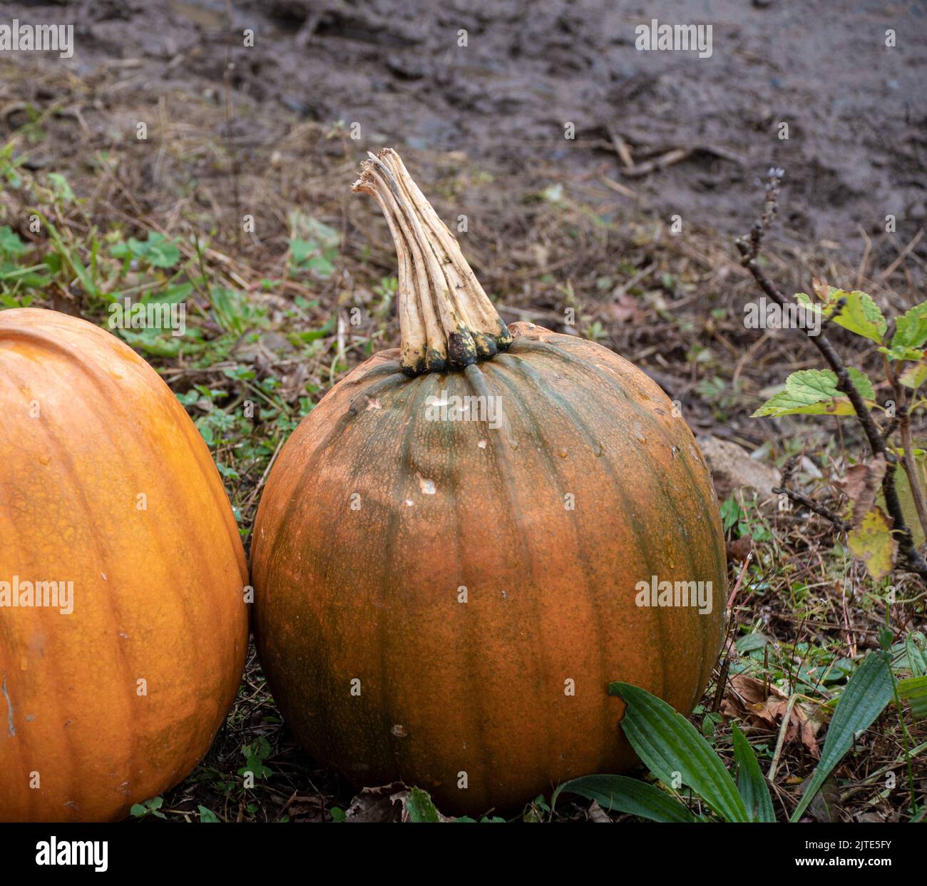 pumpkins  thanks  giving  fall and  halloween on pumpkin farm Stock Photo
