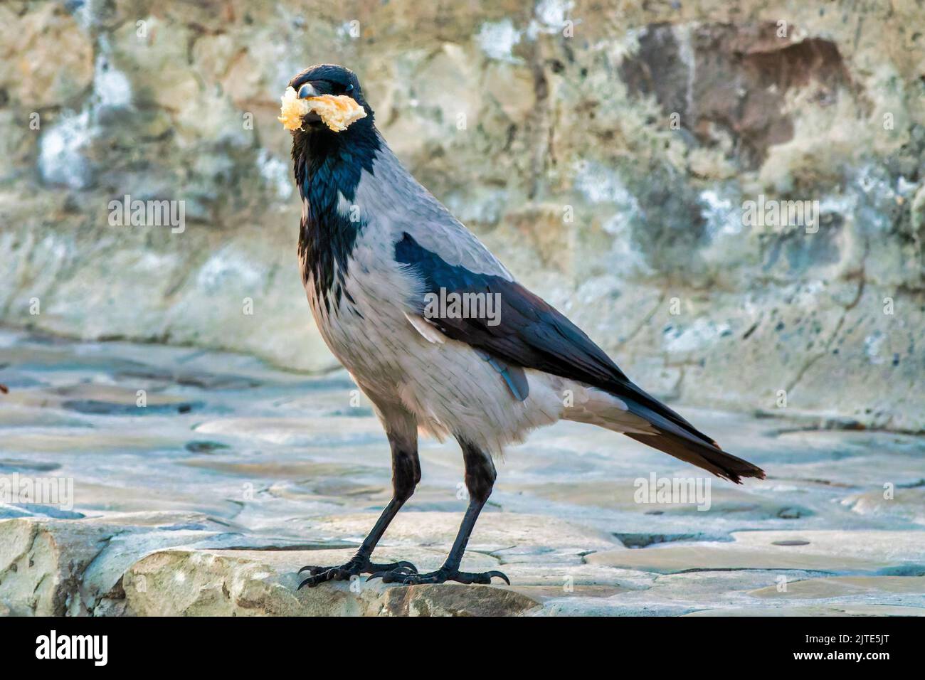 Hooded crow (Corvus cornix) stealing bread Stock Photo