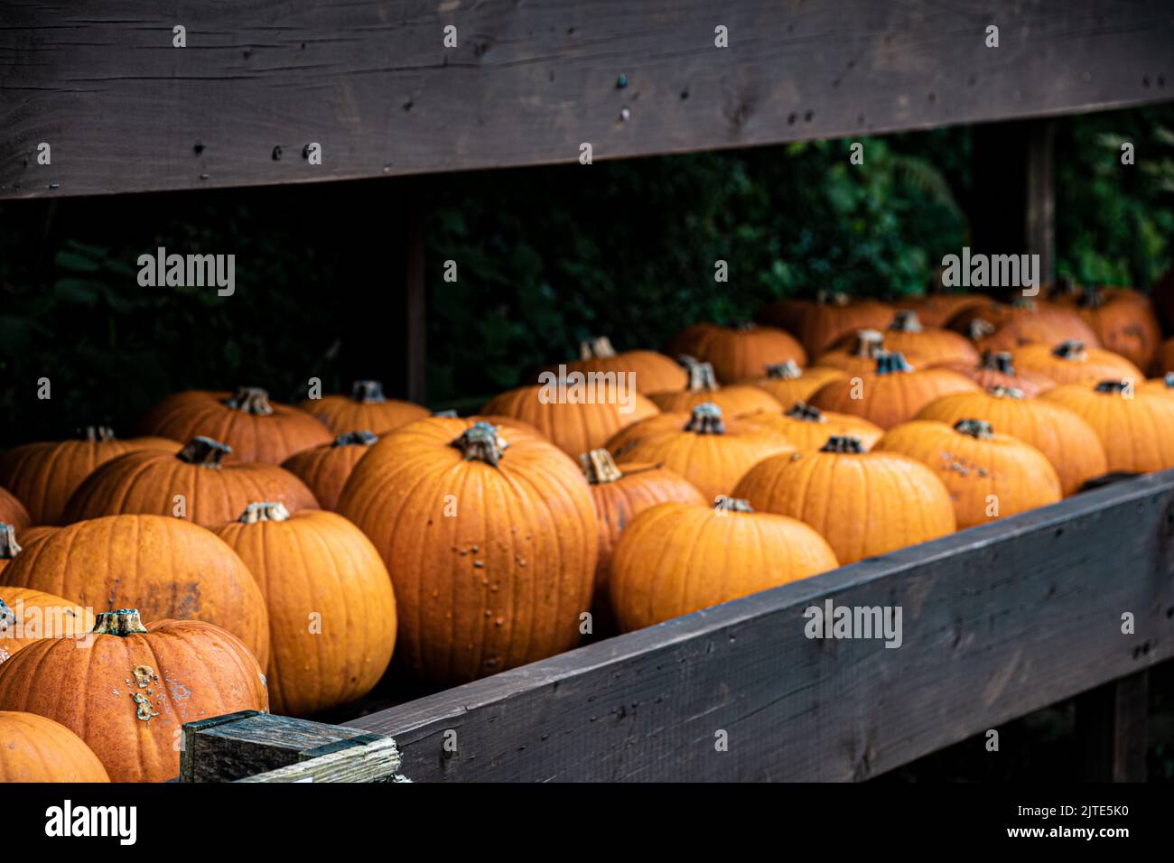pumpkins thanks giving fall and halloween on pumpkin farm Stock Photo
