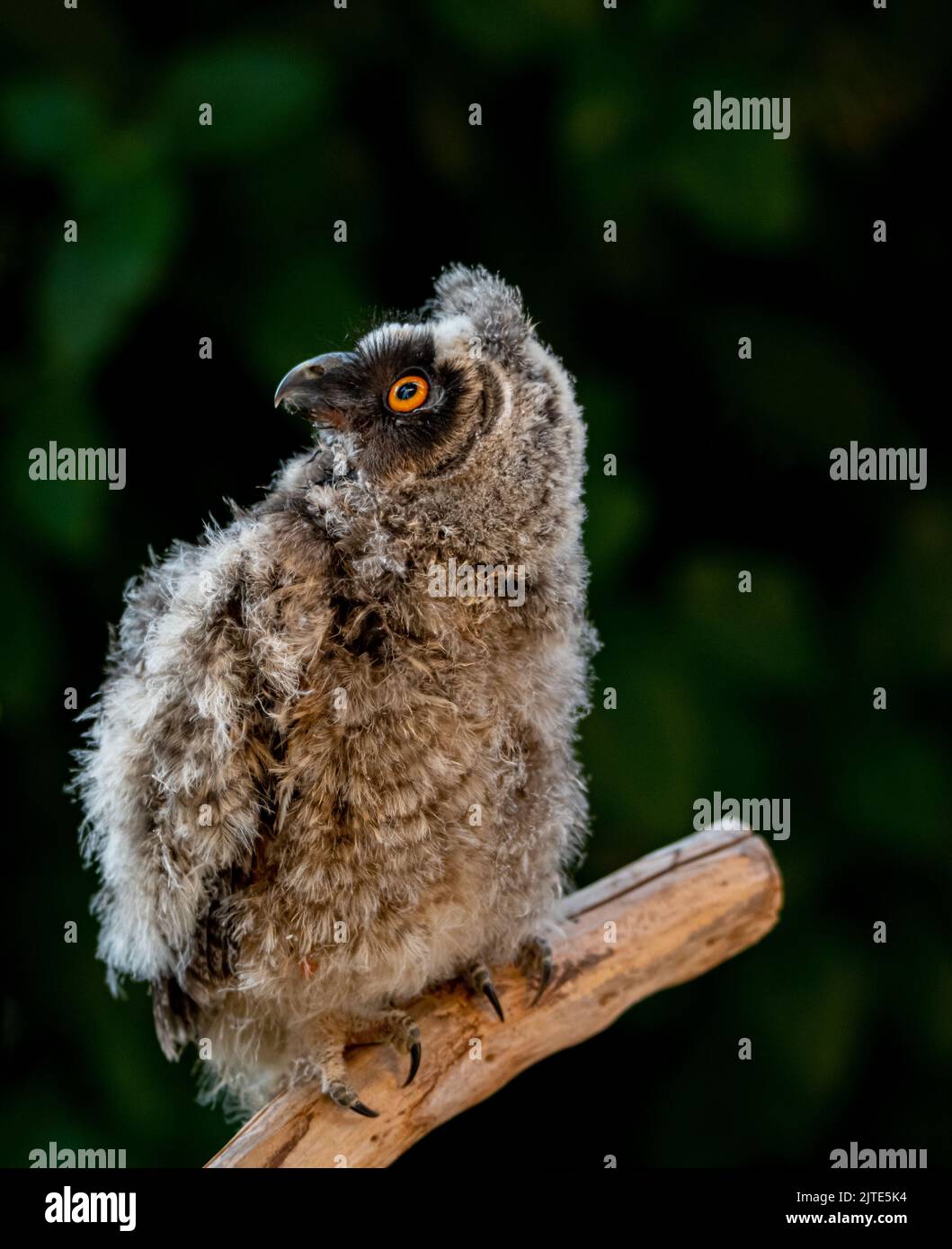 owlspecies-hi-res-stock-photography-and-images-alamy