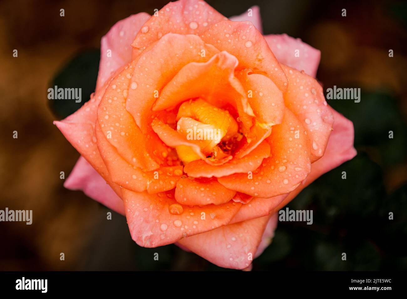 A top view of pink rose with water drops Stock Photo - Alamy
