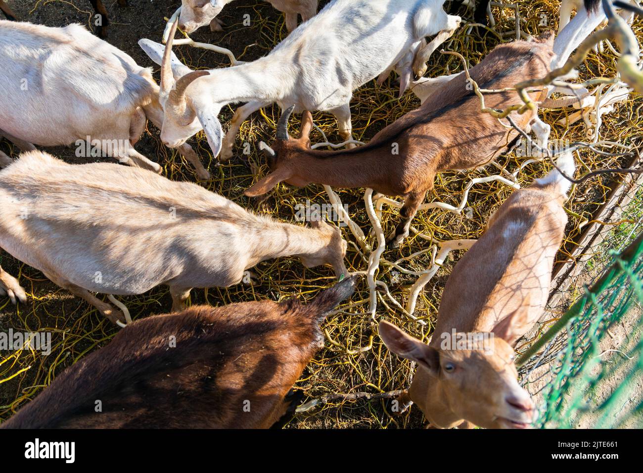 Goats eating a tree branch. Feeding goats with tree branches. Breeding