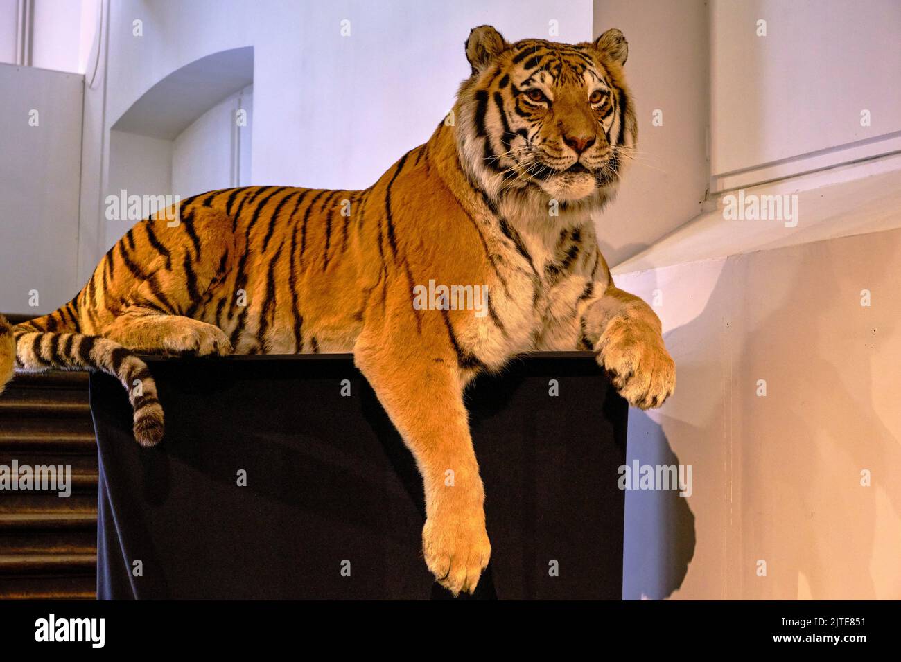 France, Cher (18), Bourges, Natural History Museum Stock Photo