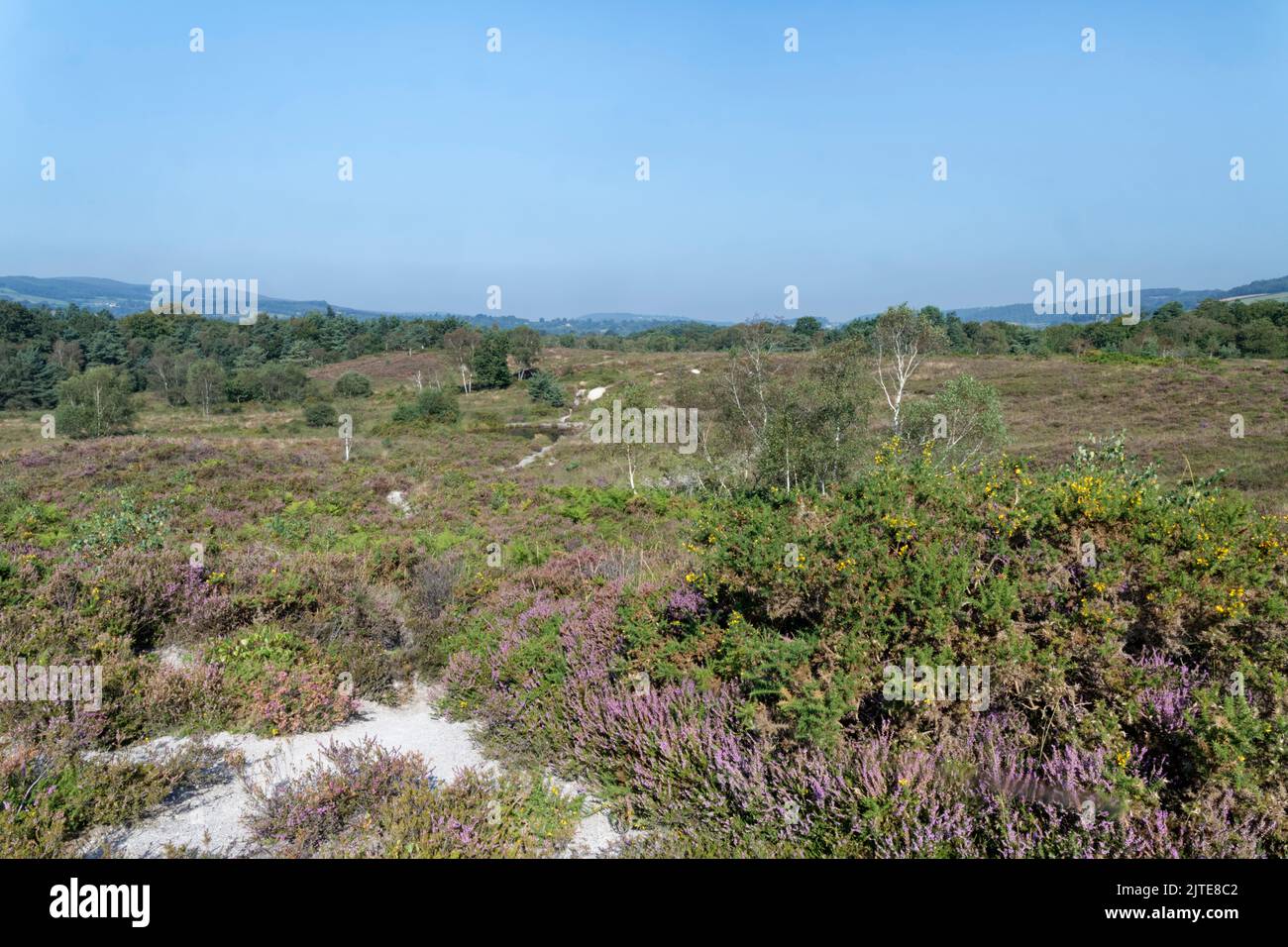 Footpath through Bovey Heathfield Nature Reserve with flowering Common heather (Calluna vulgaris) and Western gorse (Ulex gallii), Devon, UK September Stock Photo
