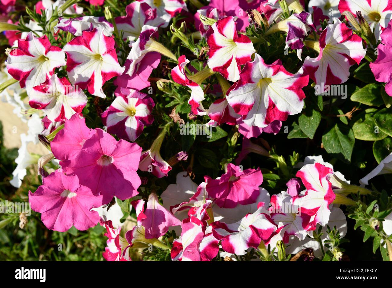 Petunia Flowers in Sunshine on a Summers Day Oxfordshire England uk