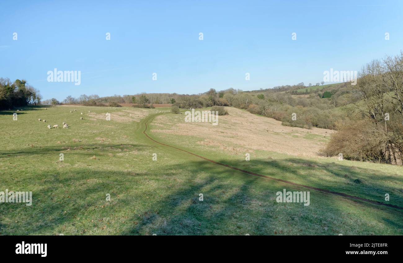 Domestic sheep (Ovis aries) grazing a grassland slope in the By Brook Valley near a footpath, Ford, Wiltshire, UK, February. Stock Photo