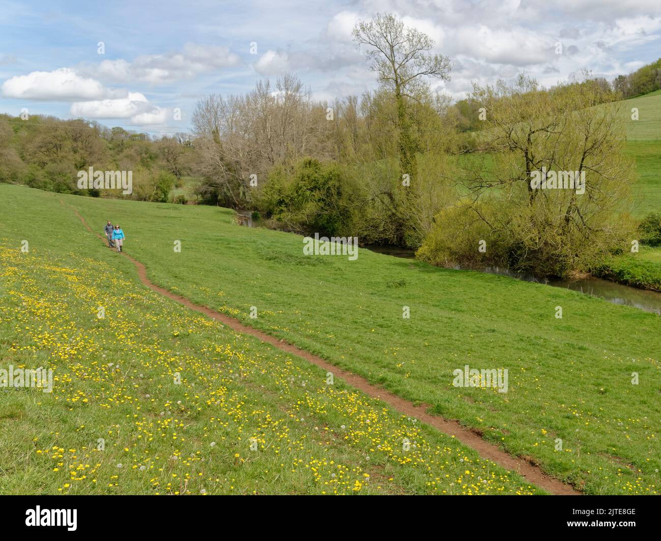 People walking on a footpath along the By Brook Valley through pastureland studded with Meadow buttercups and Dandelions, Wiltshire, UK, May. Stock Photo