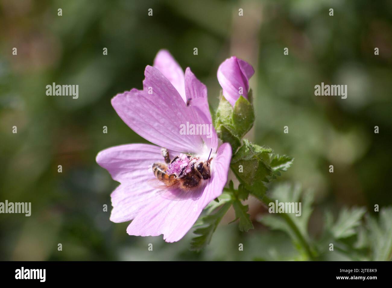 Honey Bee (apis) on the Tree Mallow (Lavatera) in close up Hook Norton Oxfordshire England uk Stock Photo