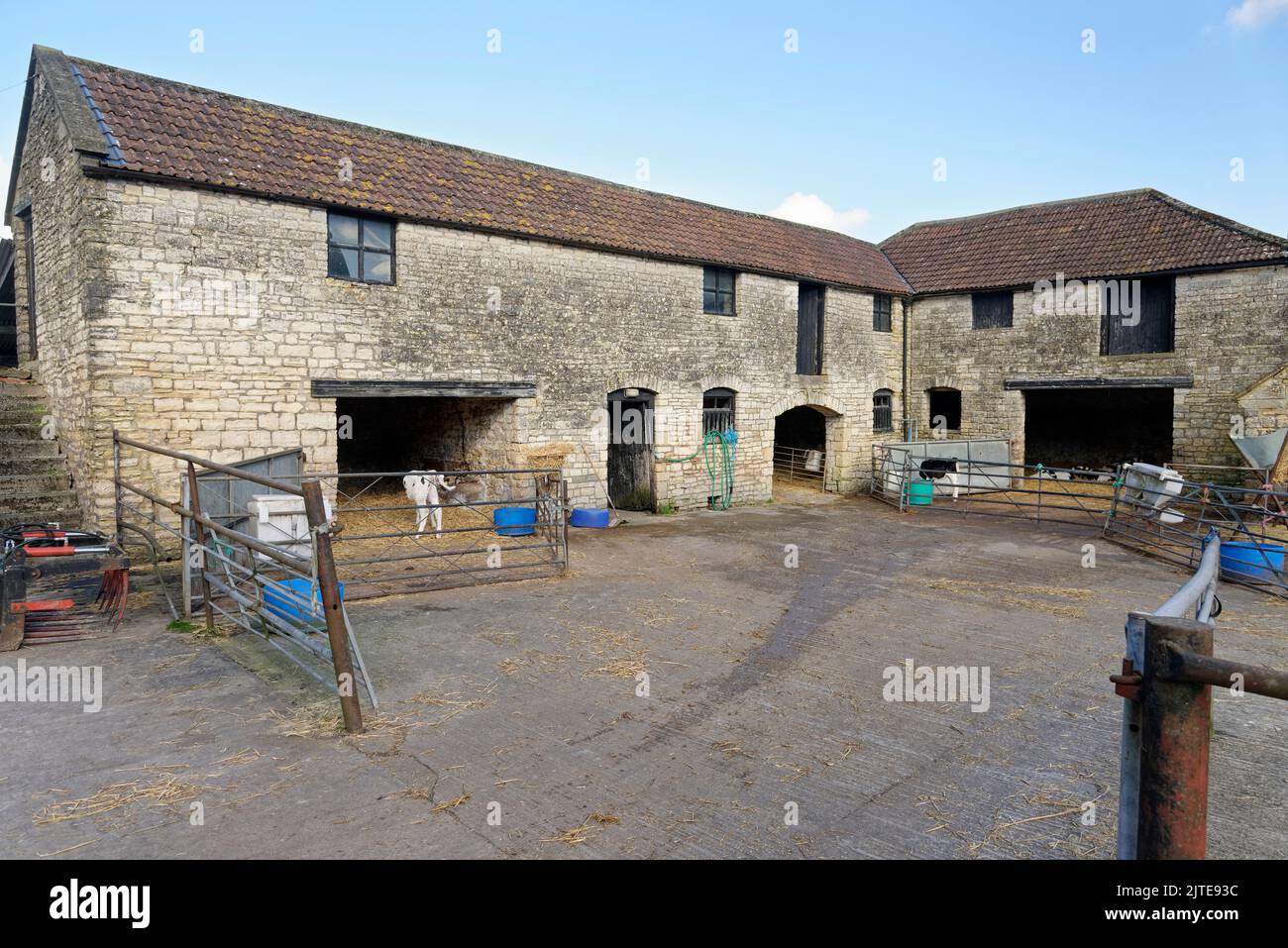Church Farm, with old stone barns and calves (Bos taurus), Stanton Prior, near Markbury, Bath and northeast Somerset, February 2021. Stock Photo