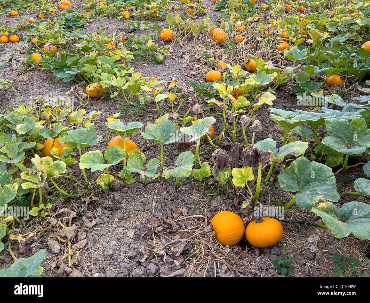 Pumpkins growing in a field Stock Photo