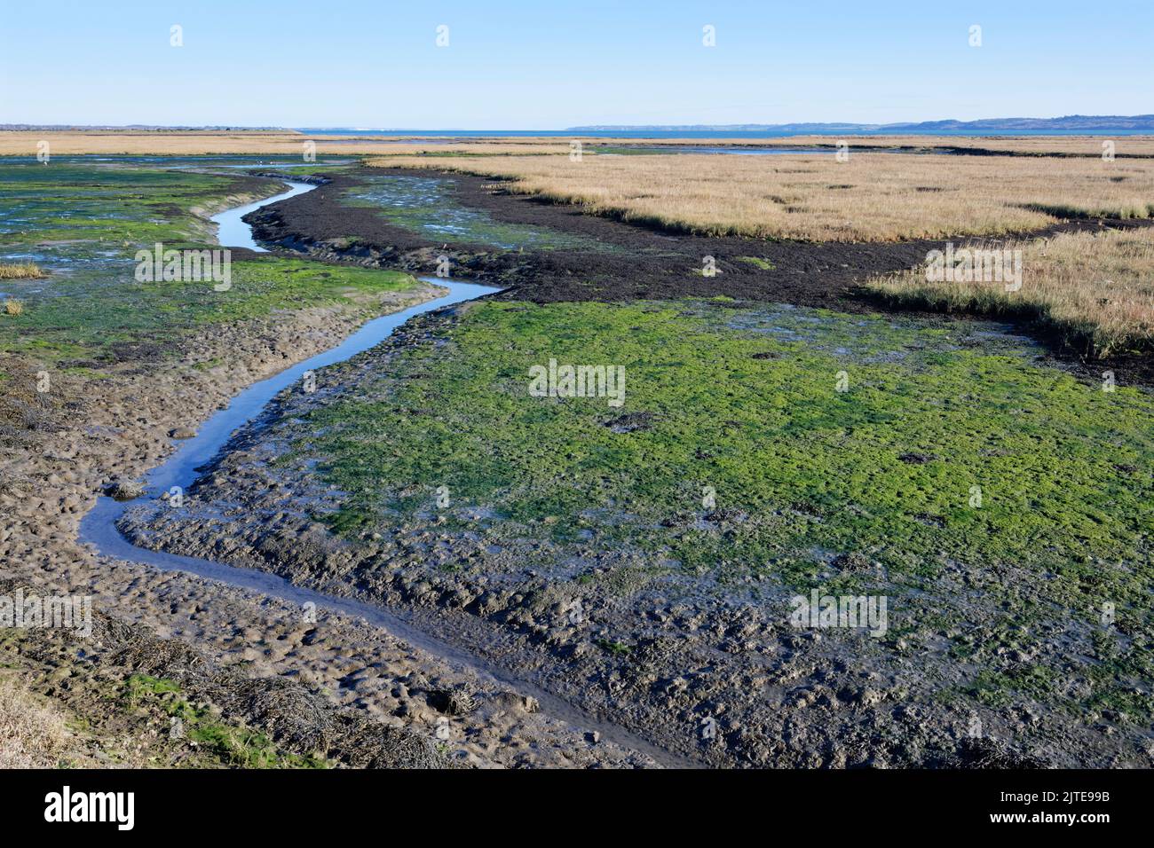 Tidal creek weaving through mudflats and salt marshes at low tide, Lymington and Keyhaven Marshes Nature Reserve, Hampshire, UK, November. Stock Photo