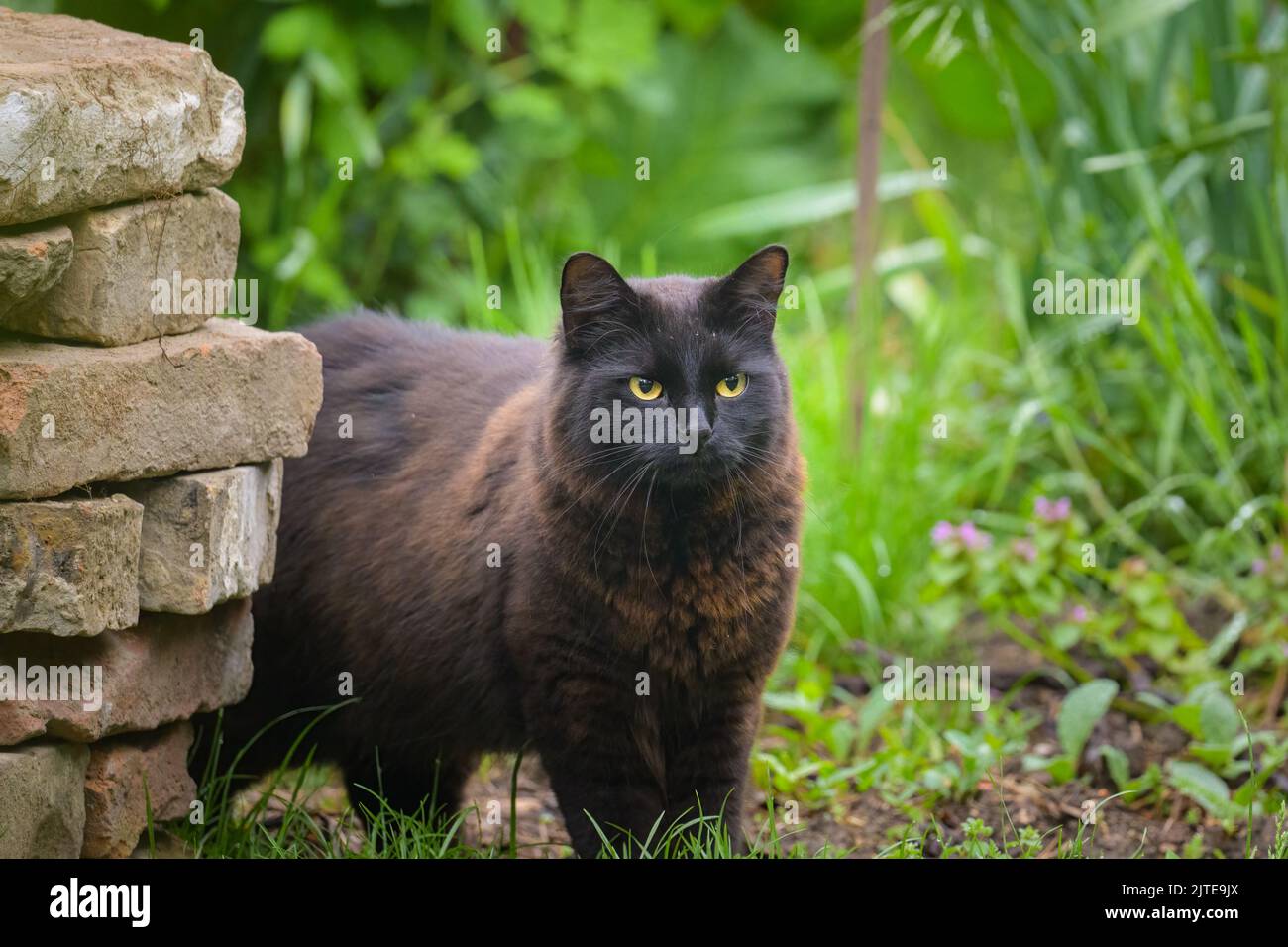 Portrait of a black cat with yellow eyes, cloudy day in spring, green ...