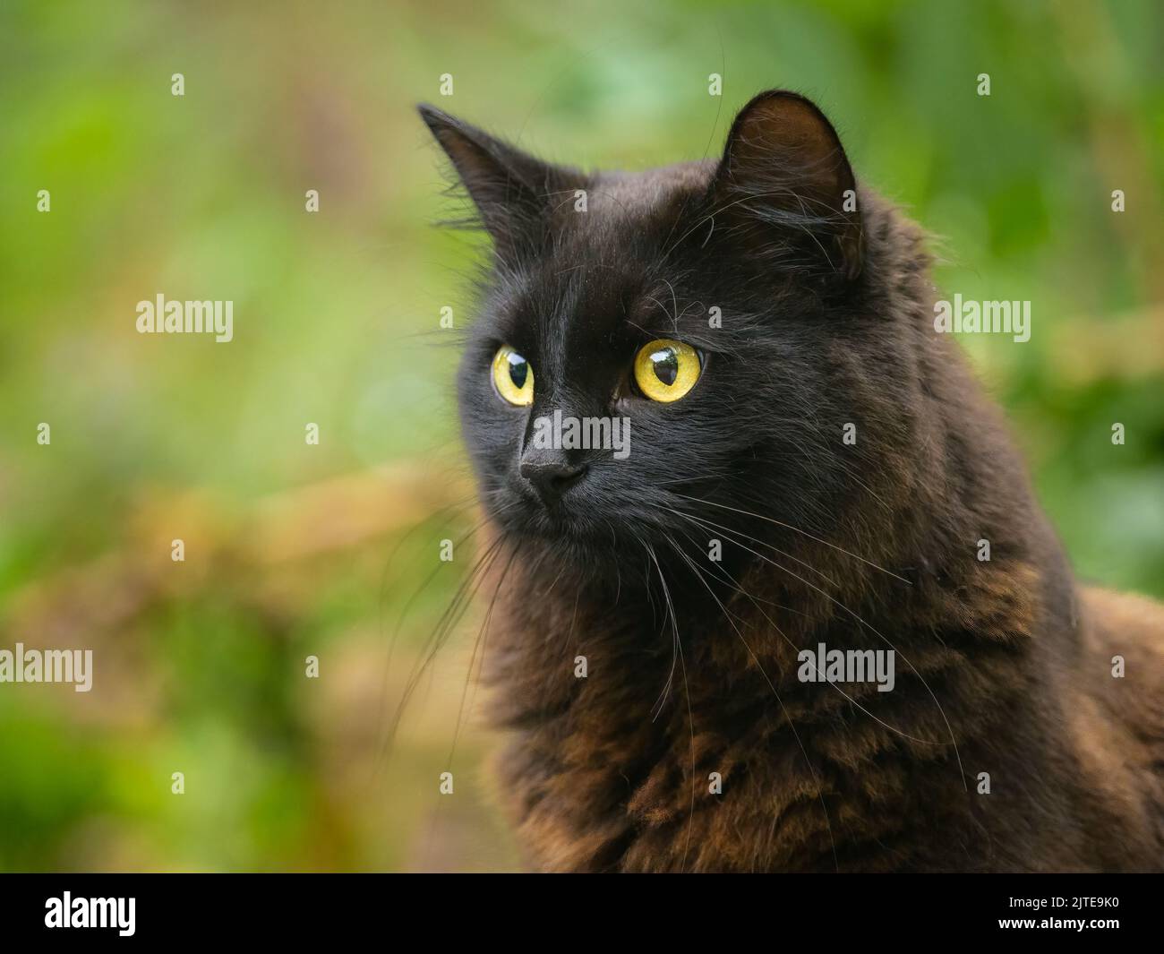 Portrait of a black cat with yellow eyes, cloudy day in spring, green ...