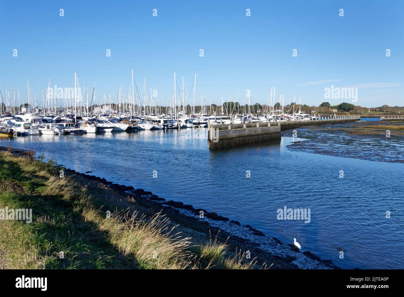 View of Lymington Yacht Haven from the Solent Way walkway with a Little egret foraging in a tidal creek in the foreground, Lymington, Hampshire, UK. Stock Photo