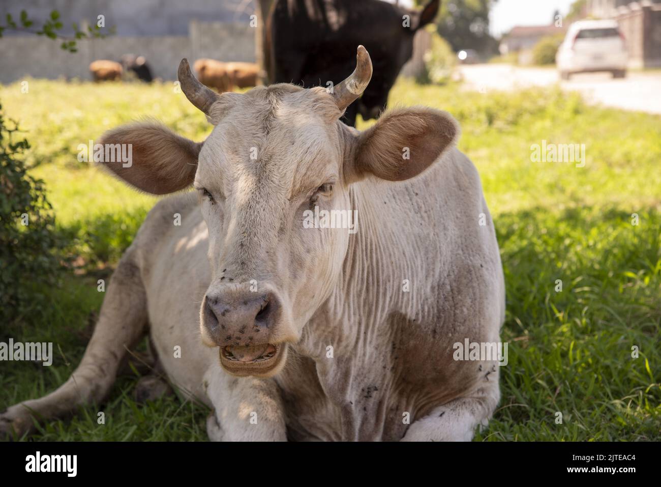 Portrait of a cow lying on the green grass Stock Photo - Alamy