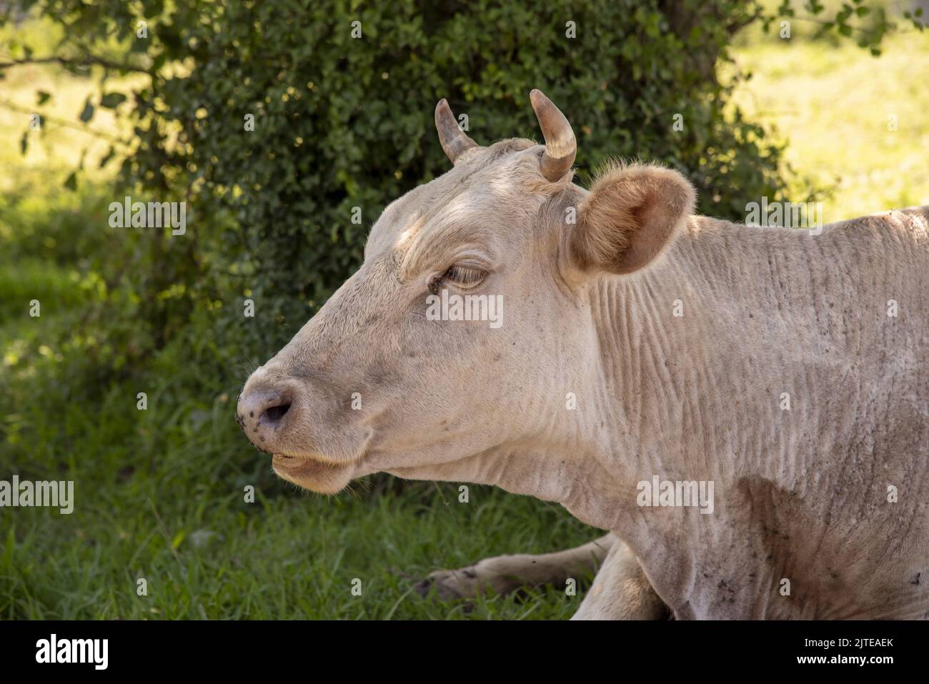 Portrait of a cow lying on the green grass Stock Photo - Alamy