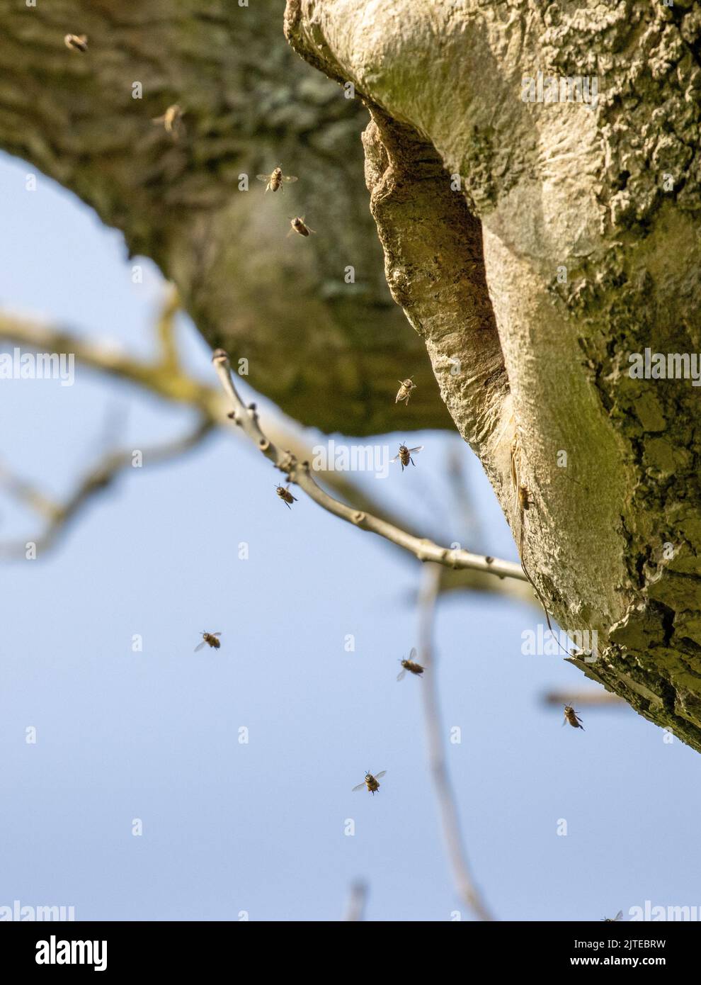 Honey bees (apis mellifera) nesting and flying into a hole in a tree trunk of a hollow tree, West Yorkshire, England, UK wildlife Stock Photo