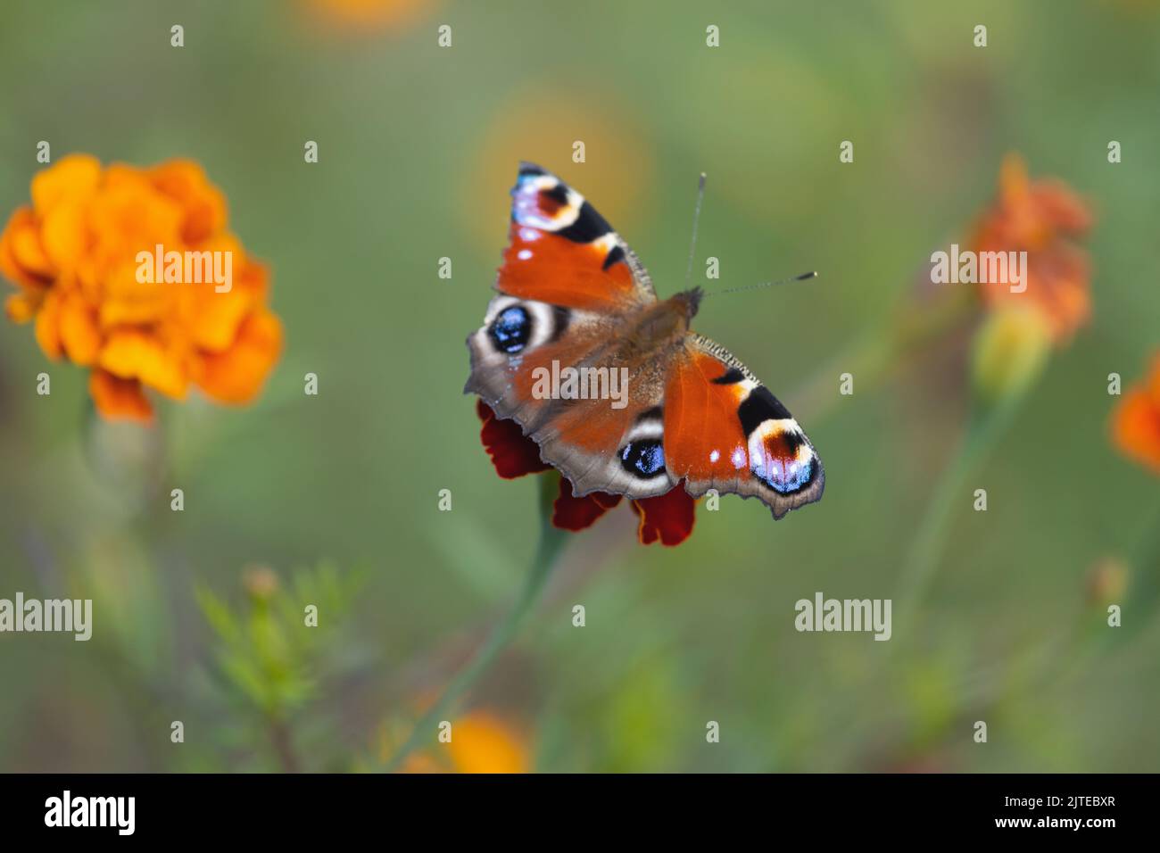 butterfly sits on an autumn flower Stock Photo