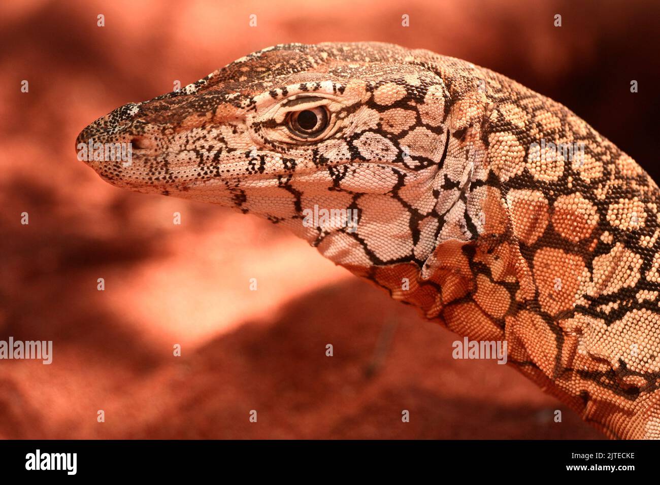 A wild goanna, or Monitor Lizard (genus Varanus) photographed in