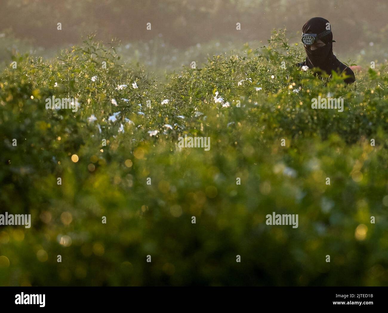 Jasmine flowers egypt hires stock photography and images Alamy