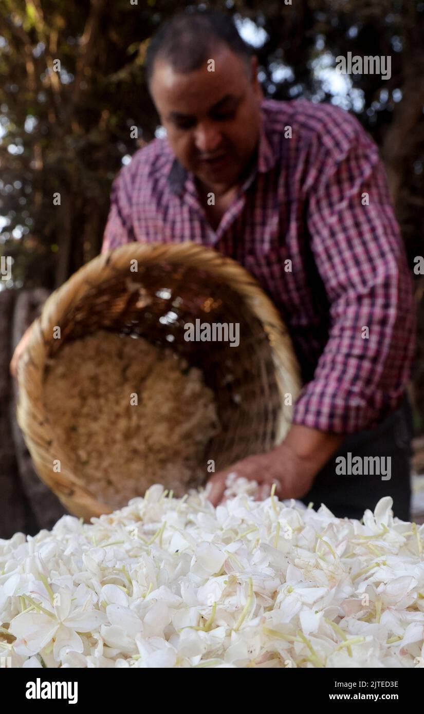 Jasmine flowers egypt hires stock photography and images Alamy