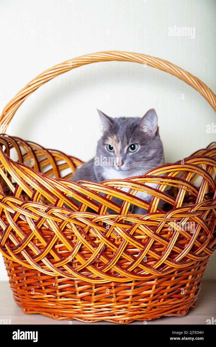 Domestic tricolor (white, gray, red) mestizo cat with yellow-green eyes sits in a large brown basket. Close-up, light background. Stock Photo