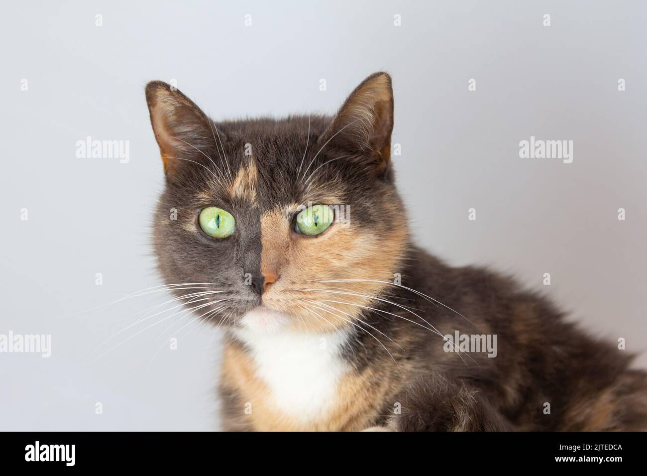 Domestic tricolor (white, gray, red) mestizo cat with yellow-green eyes on white background. Close-up, bottom view. Stock Photo