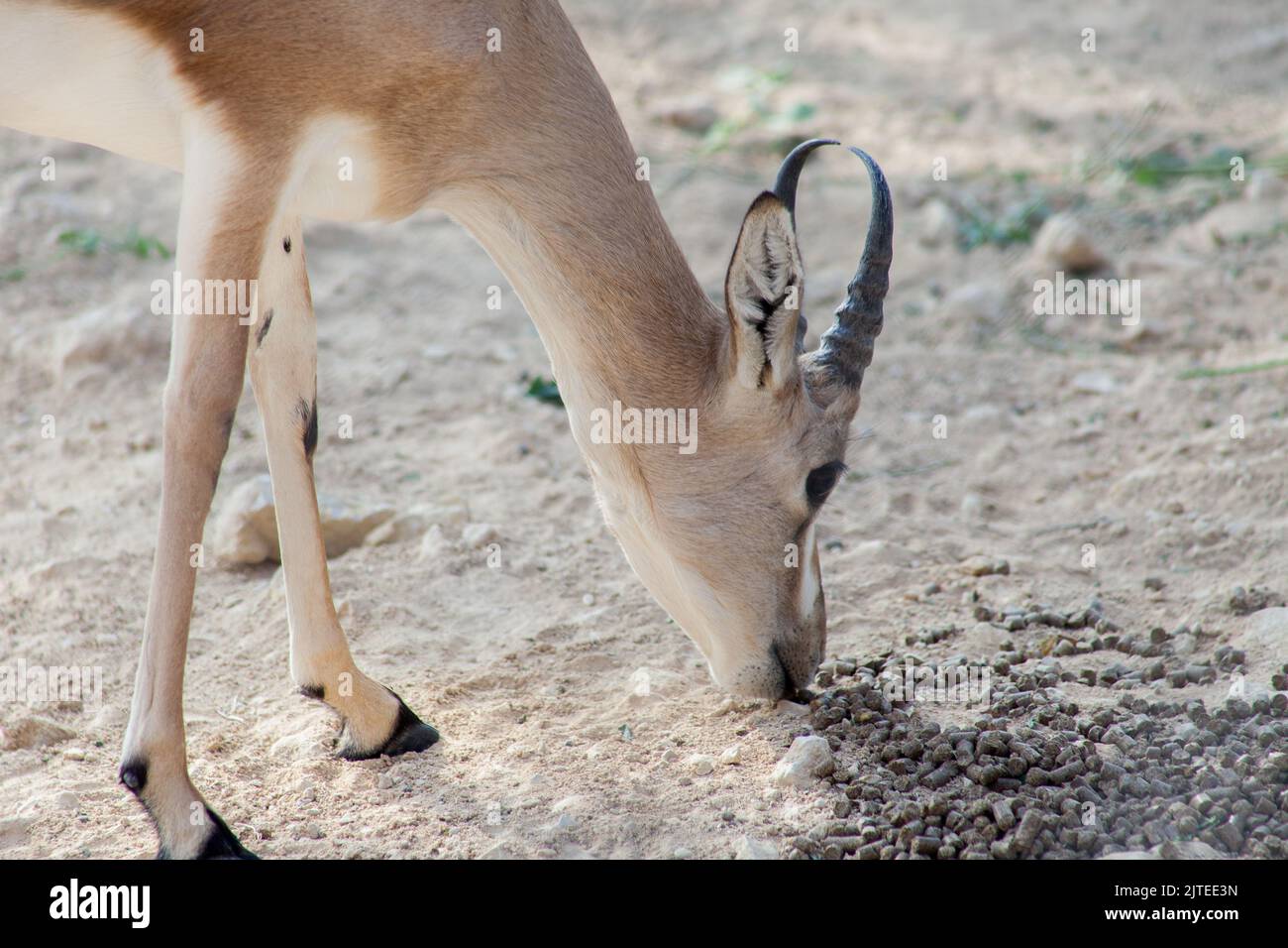 Arabian Sand Gazelle In Natural Habitat Conservation Area, Saudi Arabia ...