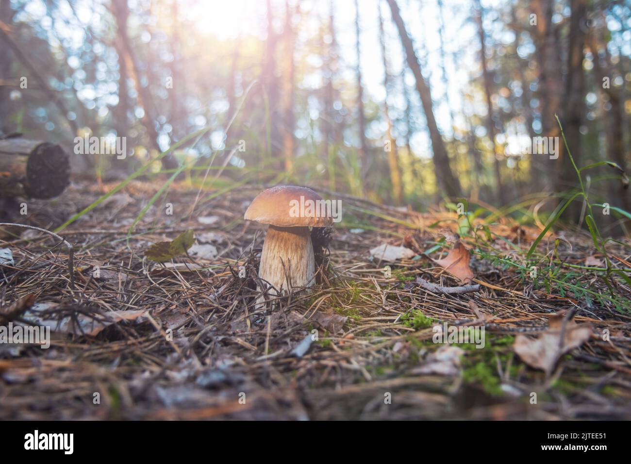 mushroom in the autumn forest Stock Photo