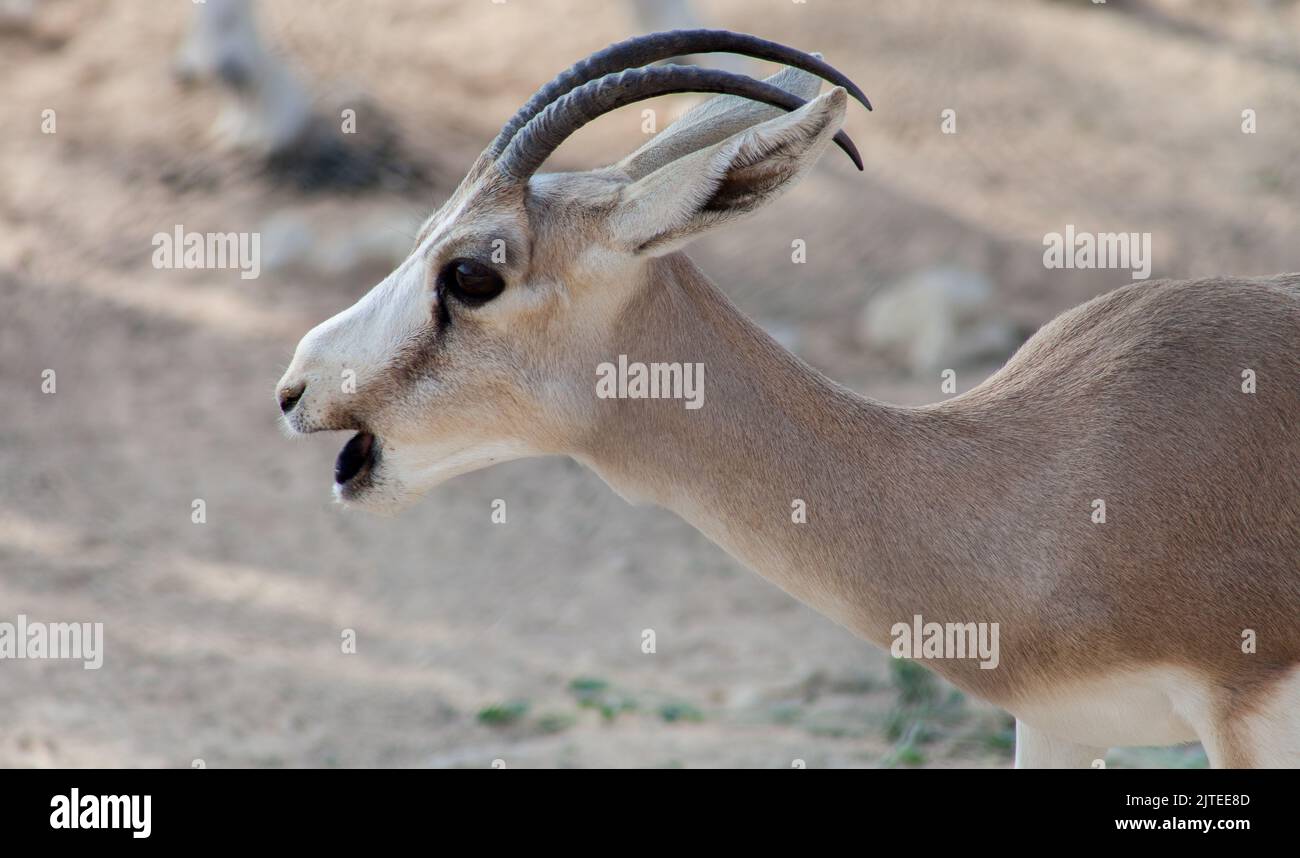 Arabian Sand Gazelle In Natural Habitat Conservation Area, Saudi Arabia ...