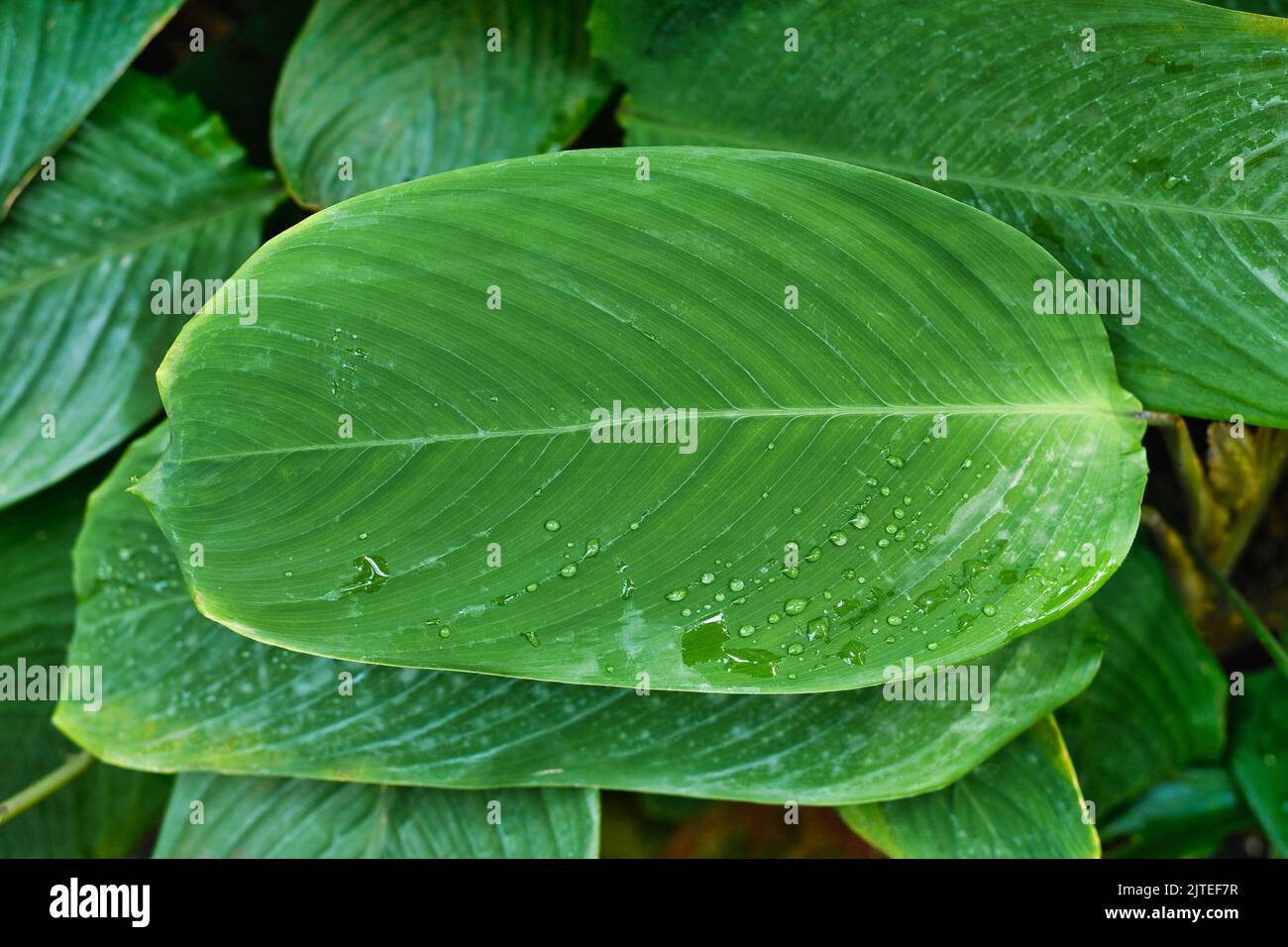 Green leaf of tropical 'Ctenanthe Compressa' houseplant Stock Photo
