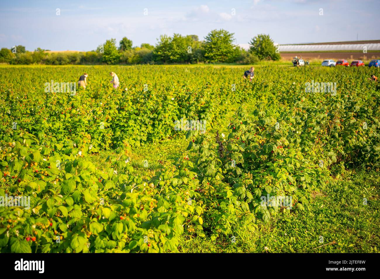 Branches of ripe red juicy raspberry in raspberry self-picking ...