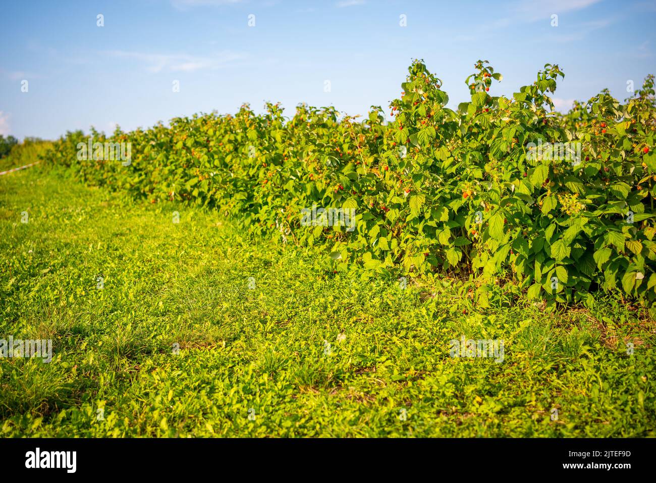 Branches of ripe red juicy raspberry in raspberry self-picking ...