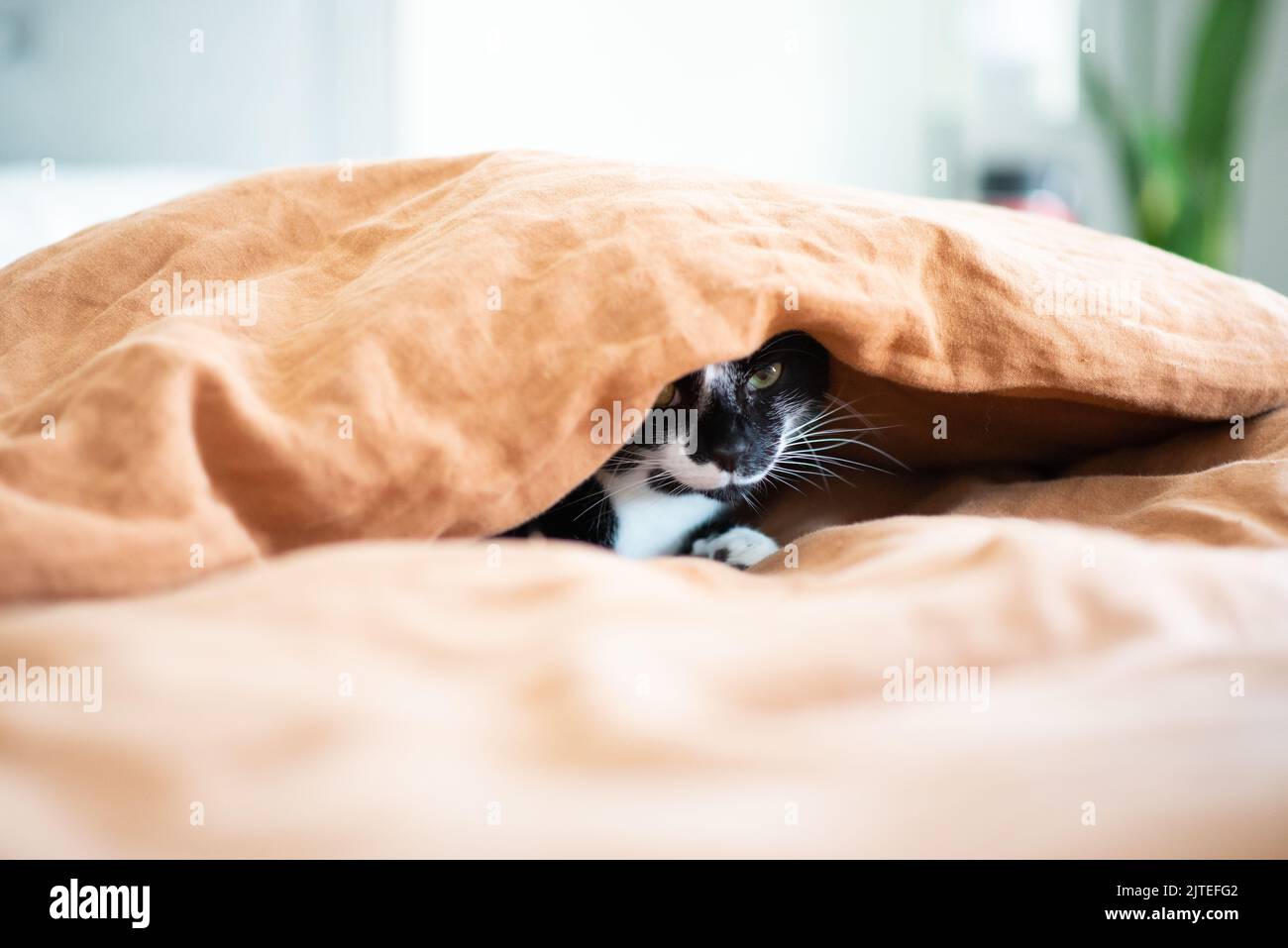 A closeup shot of a cat hiding under a blanket Stock Photo