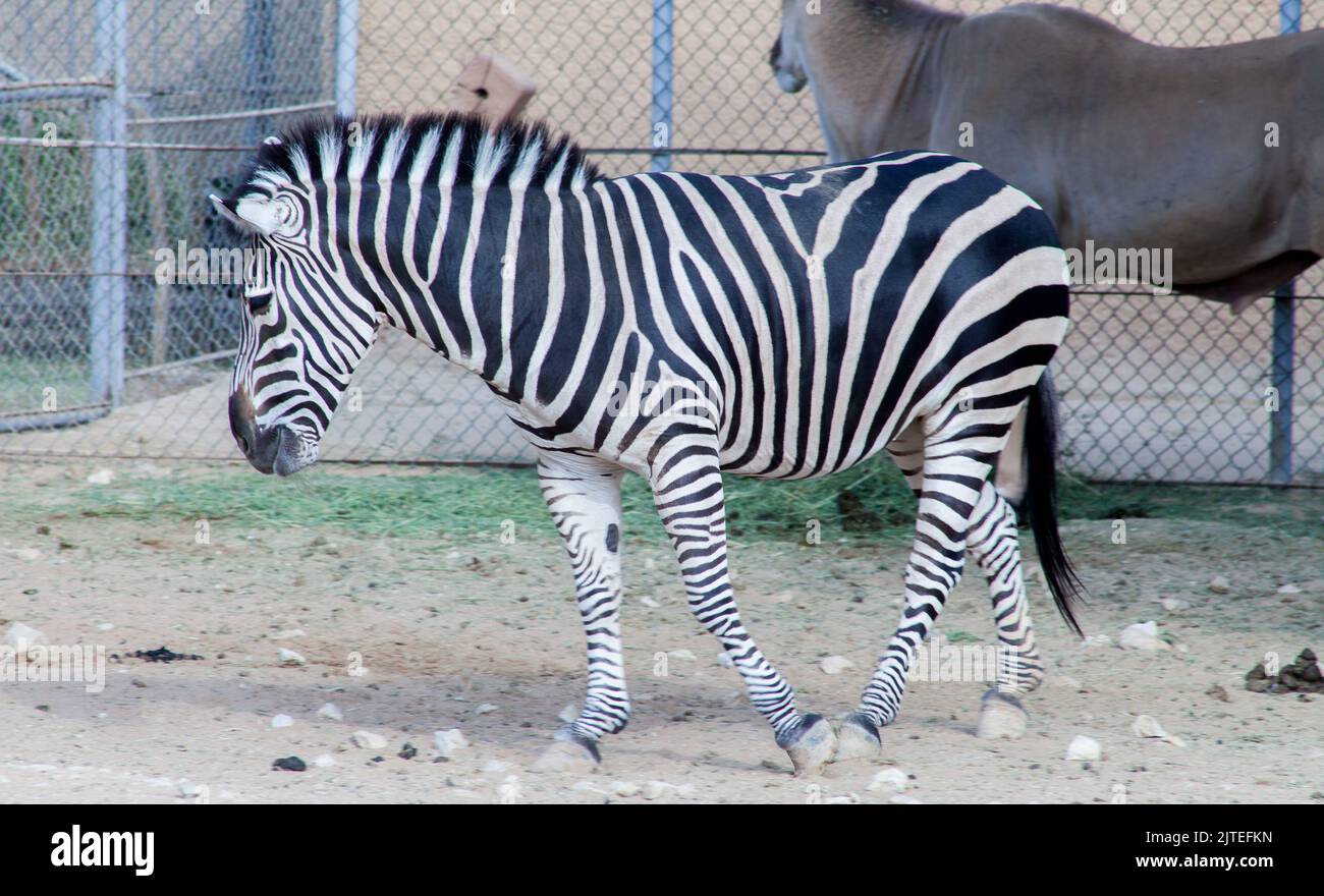 the animal zebra in the zoo Stock Photo - Alamy