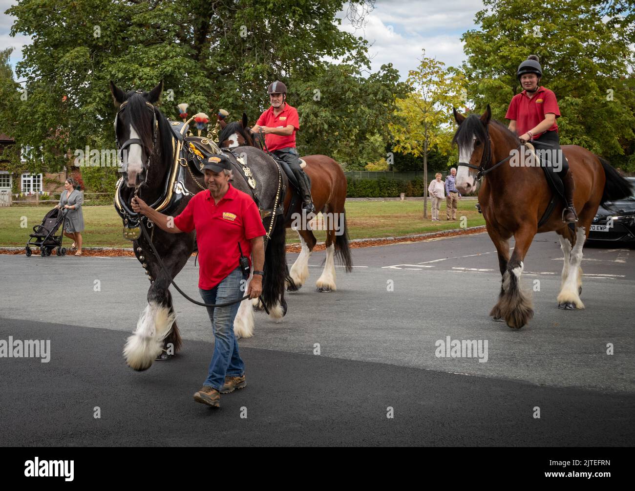 Three Shire Horses are led across the village green towards Wisborough Green Village Fete in West Sussex, UK. Stock Photo