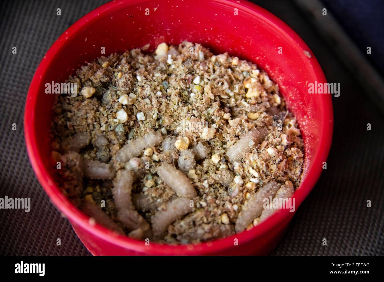 Live fly larvae in the red plastic plate as bait for catching fish. The maggots for fishing against background Stock Photo