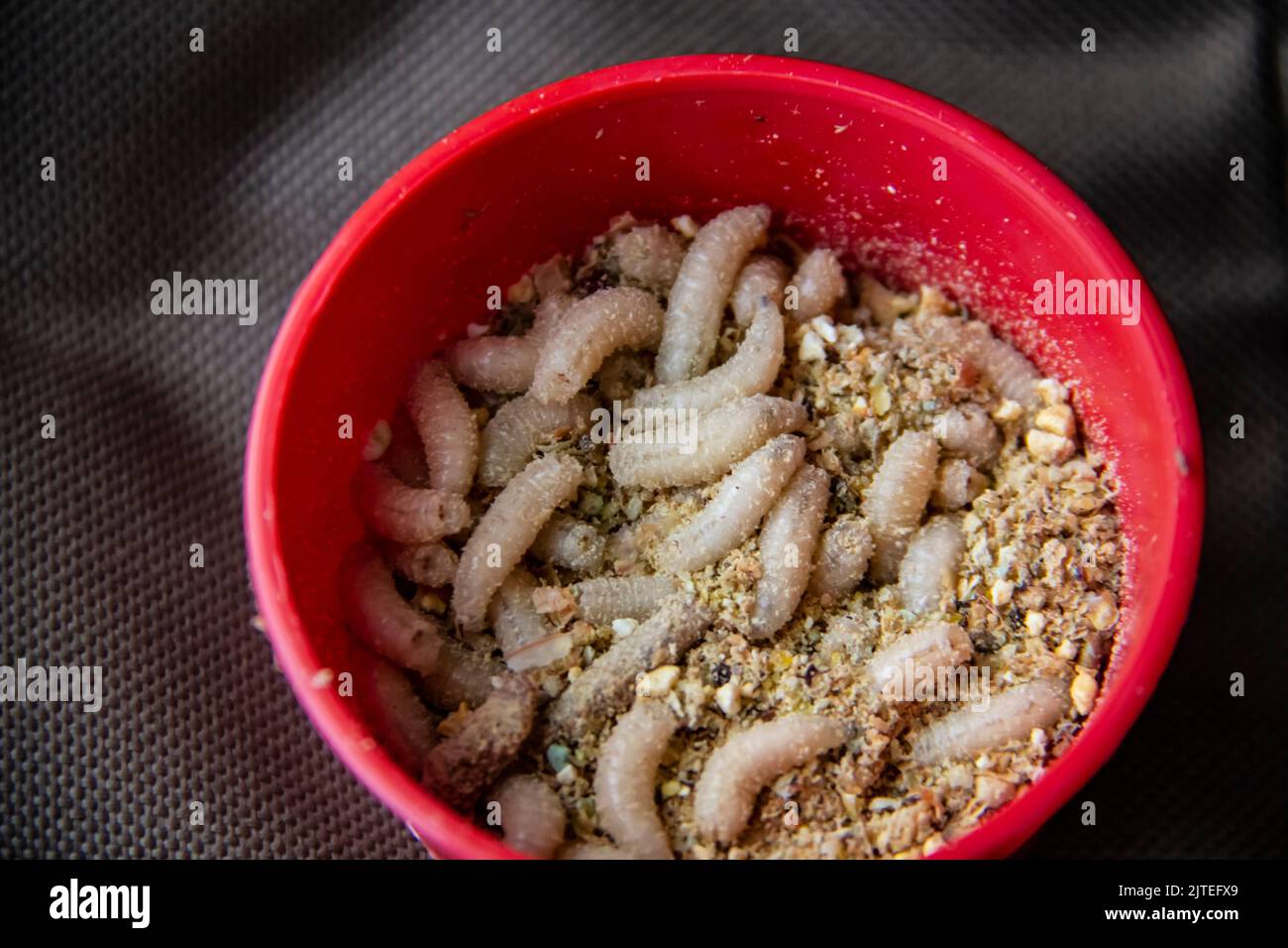 Maggots fish food hi-res stock photography and images - Alamy