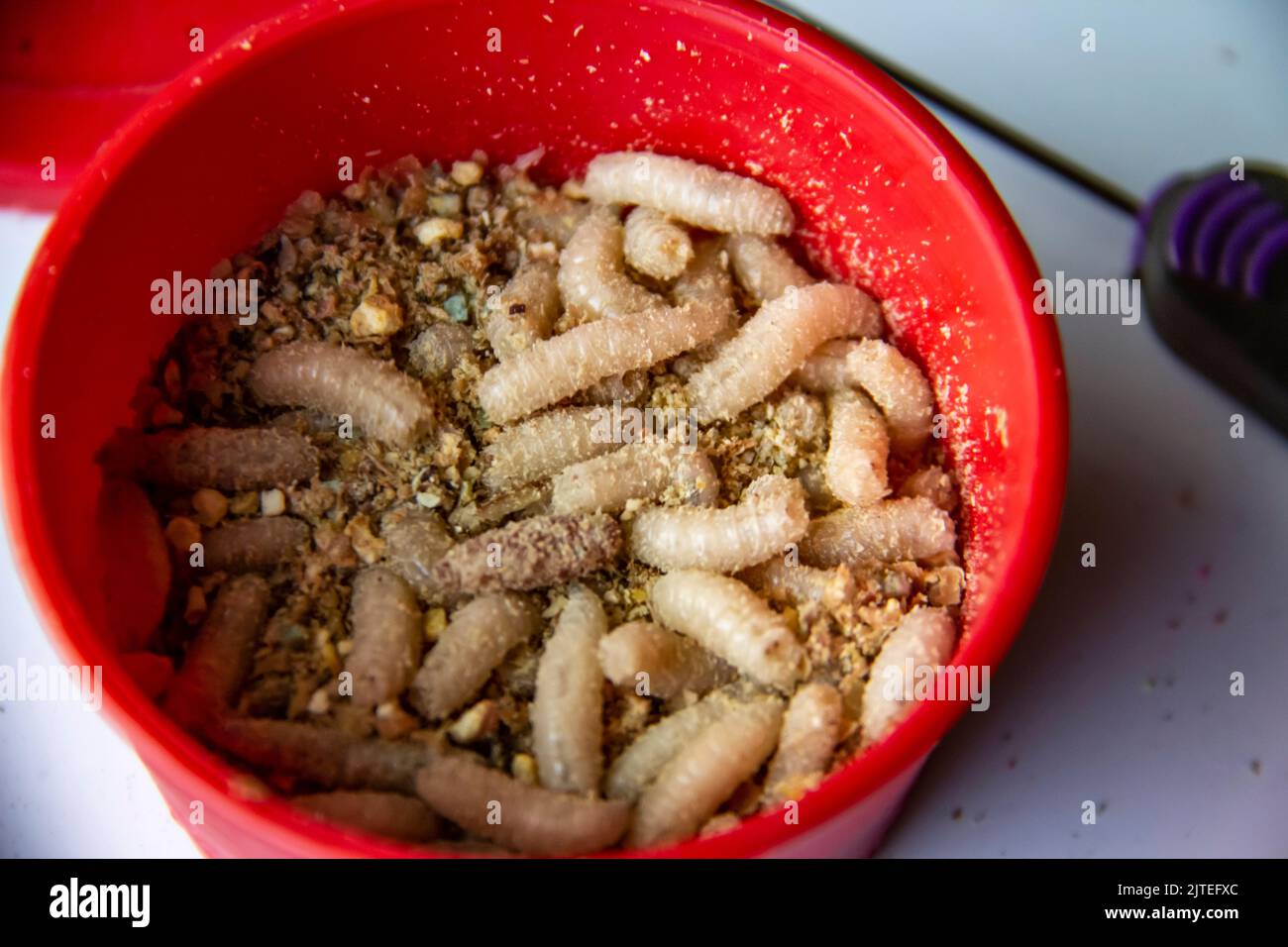 Live fly larvae in the red plastic plate as bait for catching fish. The maggots for fishing against background Stock Photo