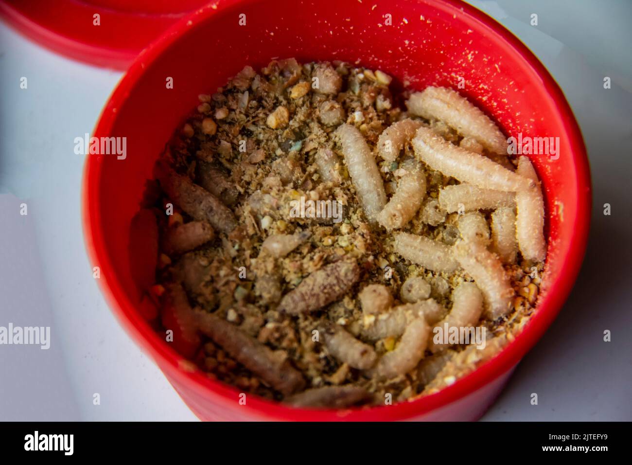 https://c8.alamy.com/comp/2JTEFY9/live-fly-larvae-in-the-red-plastic-plate-as-bait-for-catching-fish-the-maggots-for-fishing-against-background-2JTEFY9.jpg
