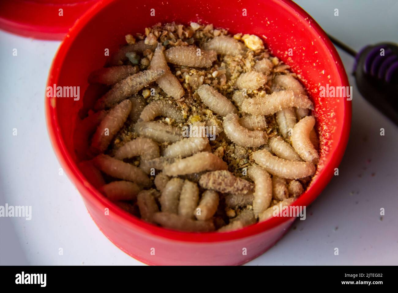 Live fly larvae in the red plastic plate as bait for catching fish. The maggots for fishing against background Stock Photo
